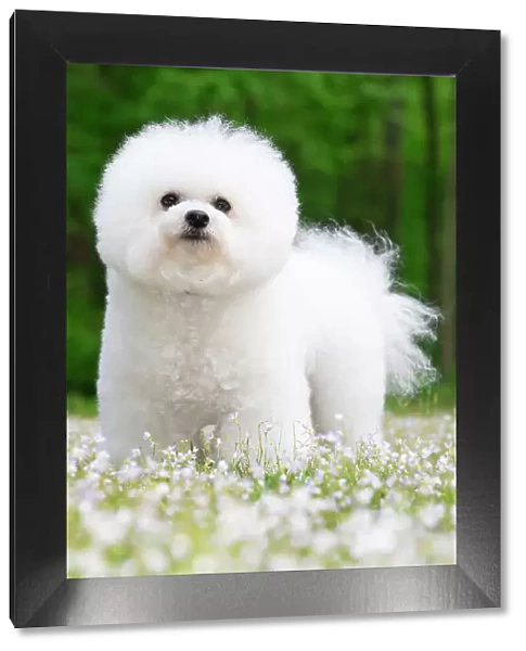Bichon frisedog standing among spring flowers, portrait, Connecticut, USA. May