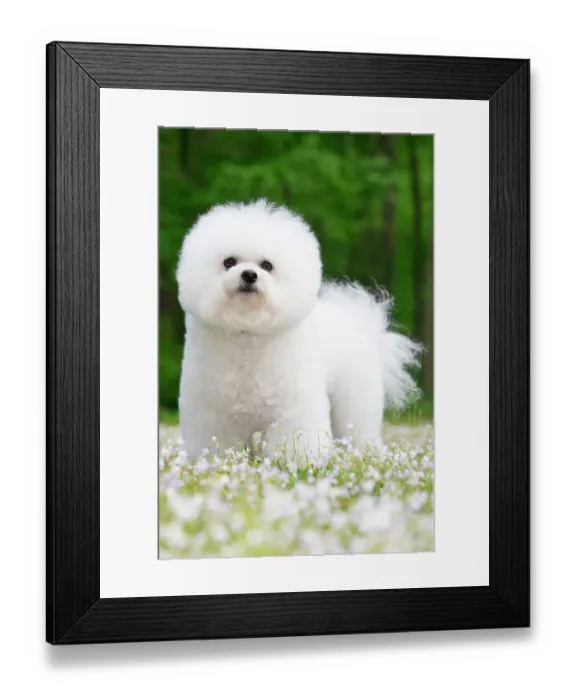 Framed Print : Bichon frisedog standing among spring flowers, portrait, Connecticut, USA. May Framed Print : Bichon frisedog standing among spring flowers, portrait, Connecticut, USA. May