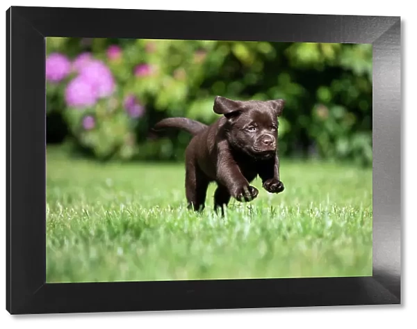 Chocolate Labrador retriever puppy running on garden lawn, Rhode Island, USA. May