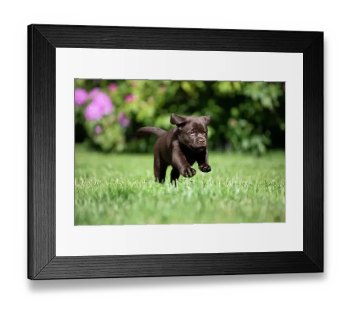 Framed Print : Chocolate Labrador retriever puppy running on garden lawn, Rhode Island, USA. May Framed Print : Chocolate Labrador retriever puppy running on garden lawn, Rhode Island, USA. May