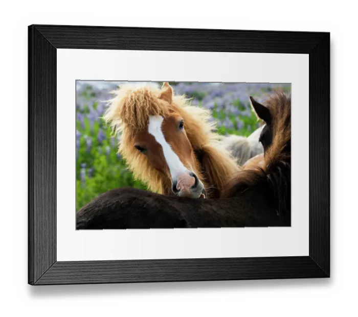 Framed Print : Icelandic horse nibbling on the back of another horse, southwest Iceland. June Framed Print : Icelandic horse nibbling on the back of another horse, southwest Iceland. June