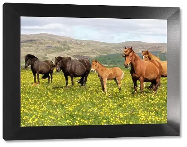 Icelandic horses in meadow of flowering buttercups (Ranunculus sp) southwest Iceland. June