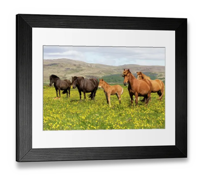Framed Print : Icelandic horses in meadow of flowering buttercups (Ranunculus sp) southwest Iceland. June Framed Print : Icelandic horses in meadow of flowering buttercups (Ranunculus sp) southwest Iceland. June