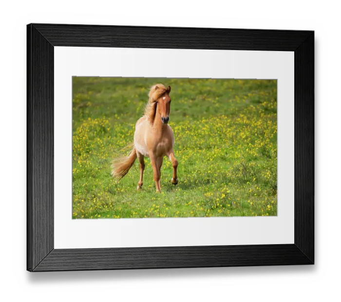 Framed Print : Icelandic horse in flowering buttercup (Ranunculus sp. ) meadow, southwest Iceland. June Framed Print : Icelandic horse in flowering buttercup (Ranunculus sp. ) meadow, southwest Iceland. June
