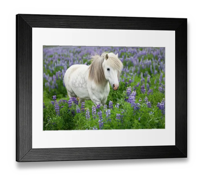 Framed Print : Icelandic horse amongst flowering lupins (Lupinus sp. ), southwest Iceland. June Framed Print : Icelandic horse amongst flowering lupins (Lupinus sp. ), southwest Iceland. June