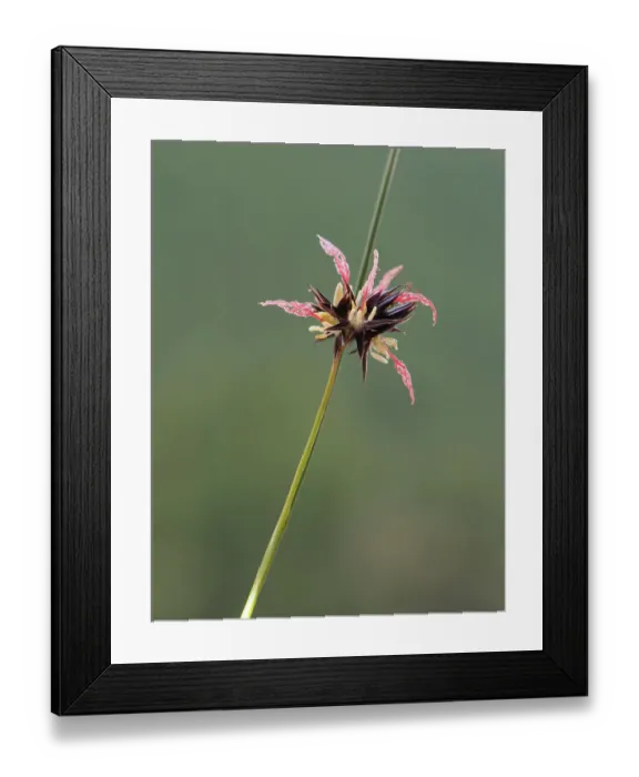 Framed Print : Soft rush (Juncus jacquinii) in flower. Queyras, Provence-Alpes-Cotes-d'Azur, France. July Framed Print : Soft rush (Juncus jacquinii) in flower. Queyras, Provence-Alpes-Cotes-d'Azur, France. July