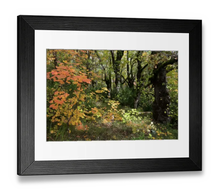 Framed Print : Italian maple (Acer opalus) in autumn colours. Barronies Regional Nature Park, Provence, France. October Framed Print : Italian maple (Acer opalus) in autumn colours. Barronies Regional Nature Park, Provence, France. October