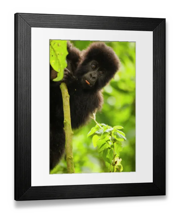 Framed Print : Mountain gorilla (Gorilla beringei beringei) infant playing on lobelia plant, Kuryama group, Volcanoes National Park, Rwanda. Endangered Framed Print : Mountain gorilla (Gorilla beringei beringei) infant playing on lobelia plant, Kuryama group, Volcanoes National Park, Rwanda. Endangered
