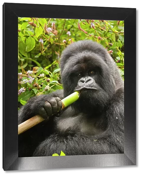 Mountain gorilla (Gorilla beringei beringei) silverbck eating bamboo, Hirwa group, Volcanoes National Park, Rwanda. Endangered