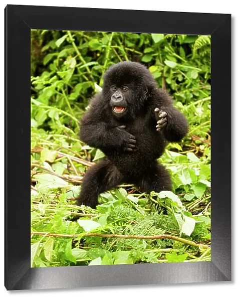 Mountain gorilla (Gorilla beringei beringei) infant beating chest, Hirwa group, Volcanoes National Park, Rwanda. Endangered