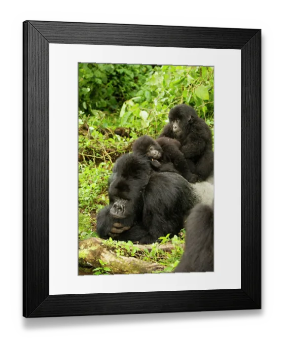 Framed Print : Mountain gorilla (Gorilla beringei beringei) silverback lying down with infants playing on his back, Kwitonda group, Volcanoes National Park, Rwanda. Endangered