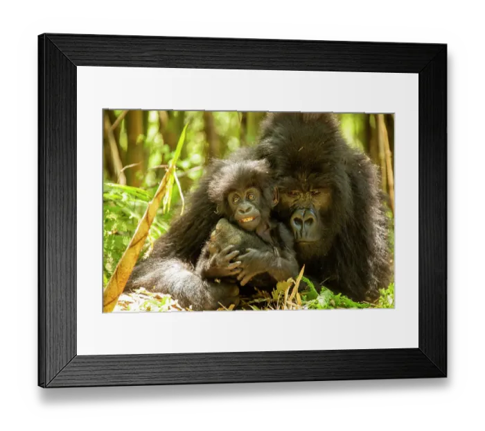 Framed Print : Mountain gorilla (Gorilla beringei beringei) female hugging infant, Volcanoes National Park, Rwanda. Endangered Framed Print : Mountain gorilla (Gorilla beringei beringei) female hugging infant, Volcanoes National Park, Rwanda. Endangered