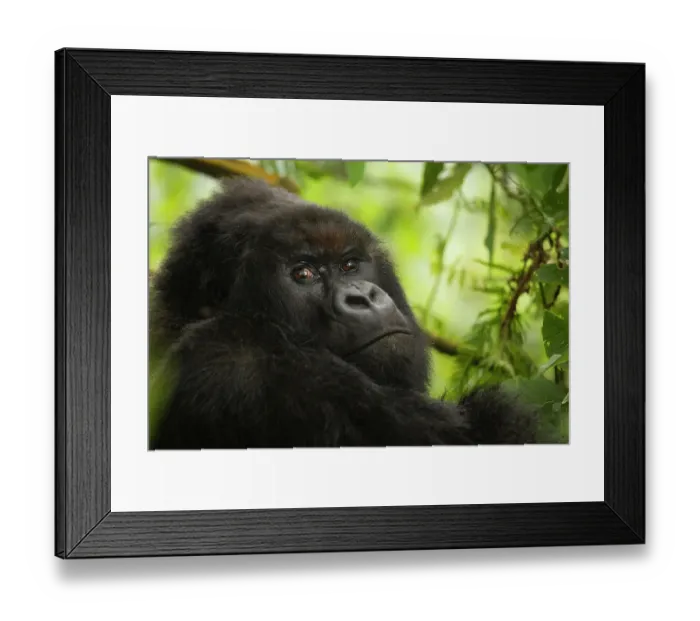 Framed Print : Mountain gorilla (Gorilla beringei beringei) silverback sitting among Lobelia, Kuriyama Group, Volcanoes National Park, Rwanda. Endangered