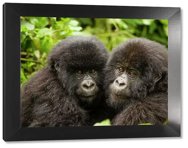 Mountain gorilla (Gorilla beringei beringei) infants with their heads close together, Kwitonda Group, Volcanoes National Park, Rwanda. Endangered