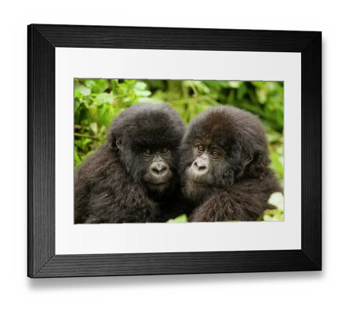 Framed Print : Mountain gorilla (Gorilla beringei beringei) infants with their heads close together, Kwitonda Group, Volcanoes National Park, Rwanda. Endangered Framed Print : Mountain gorilla (Gorilla beringei beringei) infants with their heads close together, Kwitonda Group, Volcanoes National Park, Rwanda. Endangered