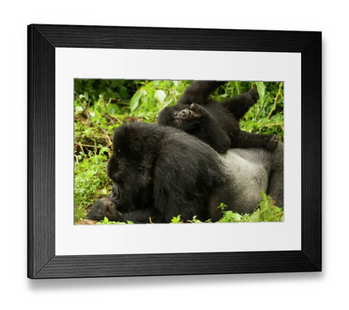 Framed Print : Mountain gorilla (Gorilla beringei beringei) silverback laying down, with infant playing on his back, Kwitonda group, Volcanoes National Park, Rwanda. Endangered Framed Print : Mountain gorilla (Gorilla beringei beringei) silverback laying down, with infant playing on his back, Kwitonda group, Volcanoes National Park, Rwanda. Endangered