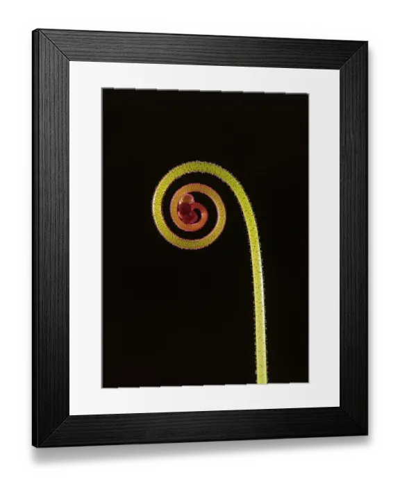 Framed Print : Rosy sundew (Drosera hamiltonii) curled flower bud, studio environment Framed Print : Rosy sundew (Drosera hamiltonii) curled flower bud, studio environment