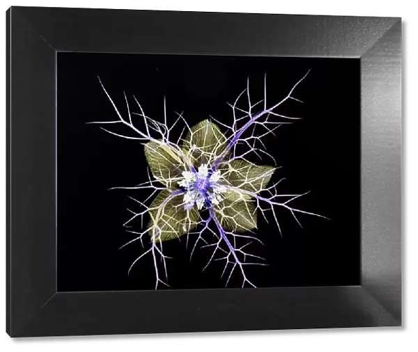 Love in a mist (Nigella damascena), pressed flower on light panel, image inverted, studio environment. See also image 01717741 which shows the same plant in visible light