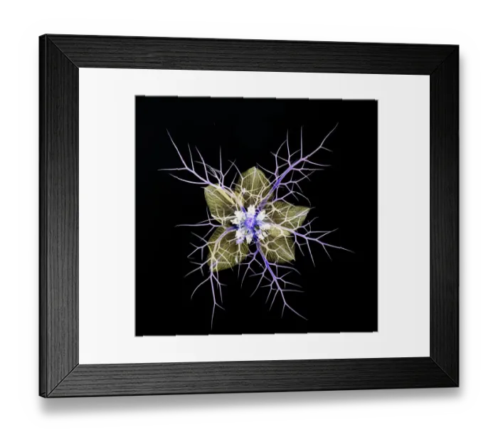 Framed Print : Love in a mist (Nigella damascena), pressed flower on light panel, image inverted, studio environment. See also image 01717741 which shows the same plant in visible light Framed Print : Love in a mist (Nigella damascena), pressed flower on light panel, image inverted, studio environment. See also image 01717741 which shows the same plant in visible light