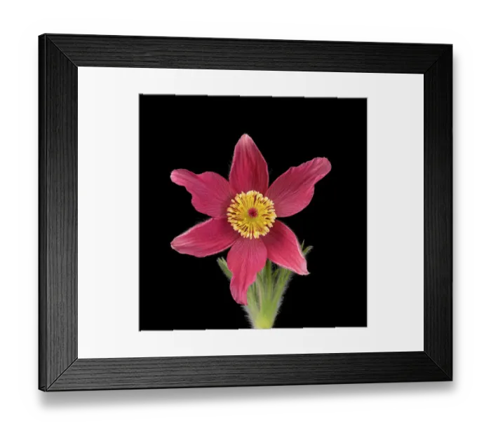 Framed Print : Pasque flower (Pulsatilla vulgaris), visible light, studio environment. See also image 01717743 which shows the same plant in UV light Framed Print : Pasque flower (Pulsatilla vulgaris), visible light, studio environment. See also image 01717743 which shows the same plant in UV light