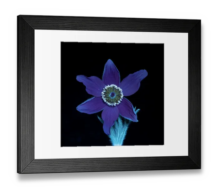 Framed Print : Pasque flower (Pulsatilla vulgaris), fluorescing under UV light, studio environment. See also image 01717742 which shows the same plant in visible light Framed Print : Pasque flower (Pulsatilla vulgaris), fluorescing under UV light, studio environment. See also image 01717742 which shows the same plant in visible light