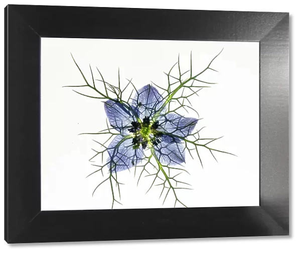 Love in a mist (Nigella damascena), pressed flower on light panel, studio environment. See also image 01717740 which shows the same plant with the image inverted
