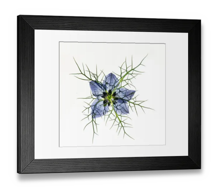 Framed Print : Love in a mist (Nigella damascena), pressed flower on light panel, studio environment. See also image 01717740 which shows the same plant with the image inverted Framed Print : Love in a mist (Nigella damascena), pressed flower on light panel, studio environment. See also image 01717740 which shows the same plant with the image inverted