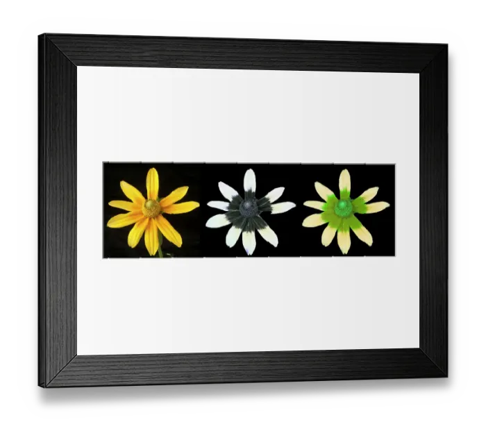 Framed Print : Black-eyed susan (Rudbeckia hirta) illuminated using different waveforms of light. Visible light (left), reflected UV light (centre), UV light as seen by bees (right). Studio environment, composite