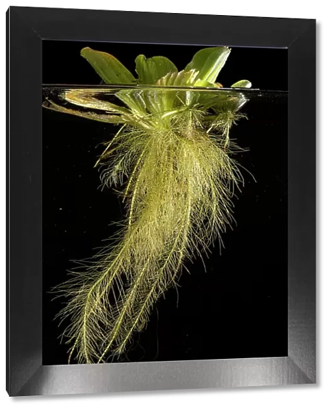 Water lettuce (Pistia stratiotes) with submerged roots in aquarium