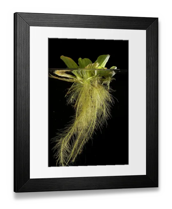 Framed Print : Water lettuce (Pistia stratiotes) with submerged roots in aquarium Framed Print : Water lettuce (Pistia stratiotes) with submerged roots in aquarium