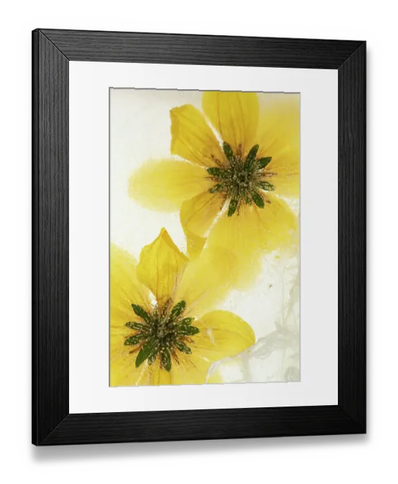 Framed Print : Beggarticks (Bidens sp. ) flowers, encased in ice, studio environment Framed Print : Beggarticks (Bidens sp. ) flowers, encased in ice, studio environment