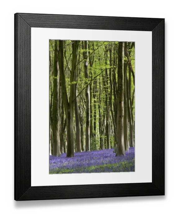 Framed Print : Bluebell (Hyacinthoides non-scripta) woods, Micheldever, Hampshire, UK, May Framed Print : Bluebell (Hyacinthoides non-scripta) woods, Micheldever, Hampshire, UK, May