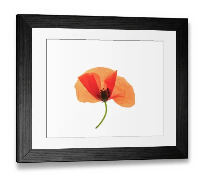 Framed Print : Common poppy (Papaver rhoeas) on LED light panel, studio environment Framed Print : Common poppy (Papaver rhoeas) on LED light panel, studio environment