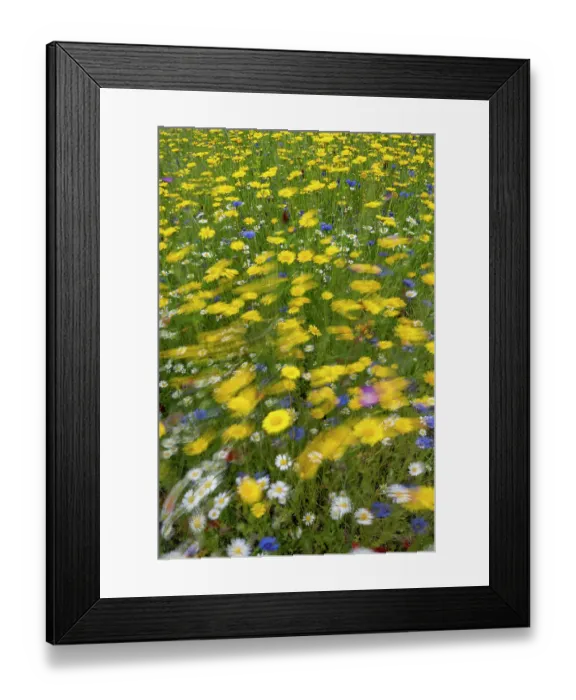 Framed Print : Corn marigolds (Glebionis segetum), Cornflowers (Centaurea cyanus) and other meadow flowers on a windy day, UK. Blurred motion Framed Print : Corn marigolds (Glebionis segetum), Cornflowers (Centaurea cyanus) and other meadow flowers on a windy day, UK. Blurred motion