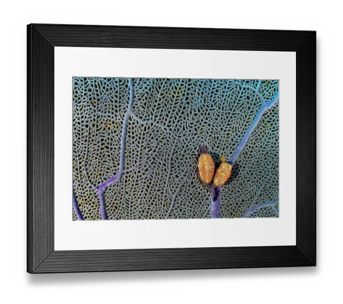 Framed Print : A pair of Flamingo tongue cowries (Cyphoma gibbosum) on a common sea fan (Gorgonia ventalina) which they predate upon, East End, Grand Cayman, Cayman Islands, British West Indies, Caribbean Sea Framed Print : A pair of Flamingo tongue cowries (Cyphoma gibbosum) on a common sea fan (Gorgonia ventalina) which they predate upon, East End, Grand Cayman, Cayman Islands, British West Indies, Caribbean Sea