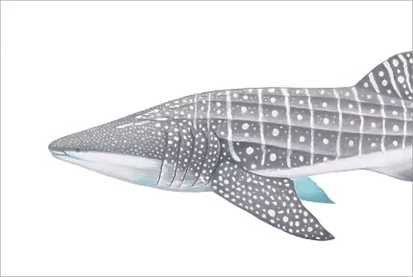 Illustration of Whale Shark (Rhincodon typus), Rhincodontidae; threatened  /  endangered species (Wildlife Art Company)
