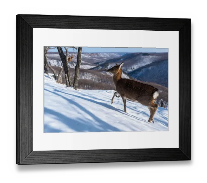 Framed Print : Sika deer (Cervus nippon) doe walking across snow covered mountain slope, Land of the Leopard National Park, Russian Far East. Taken with remote camera. December Framed Print : Sika deer (Cervus nippon) doe walking across snow covered mountain slope, Land of the Leopard National Park, Russian Far East. Taken with remote camera. December