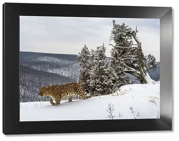 Amur leopard (Panthera pardus orientalis) walking past snow-covered trees on mountain slope, Land of the Leopard National Park, Russian Far East. Critically endangered. Taken with remote camera. February