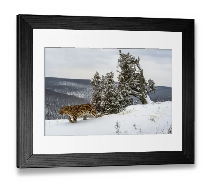Framed Print : Amur leopard (Panthera pardus orientalis) walking past snow-covered trees on mountain slope, Land of the Leopard National Park, Russian Far East. Critically endangered. Taken with remote camera. February Framed Print : Amur leopard (Panthera pardus orientalis) walking past snow-covered trees on mountain slope, Land of the Leopard National Park, Russian Far East. Critically endangered. Taken with remote camera. February