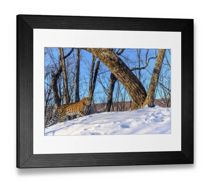 Framed Print : Amur leopard (Panthera pardus orientalis) walking through snowy forest, Land of the Leopard National Park, Russian Far East. Critically endangered. Taken with remote camera. January Framed Print : Amur leopard (Panthera pardus orientalis) walking through snowy forest, Land of the Leopard National Park, Russian Far East. Critically endangered. Taken with remote camera. January