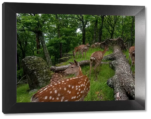 Sika deer (Cervus nippon) herd walking past fallen tree in forest as one looks around, Land of the Leopard National Park, Russian Far East. Taken with remote camera. June
