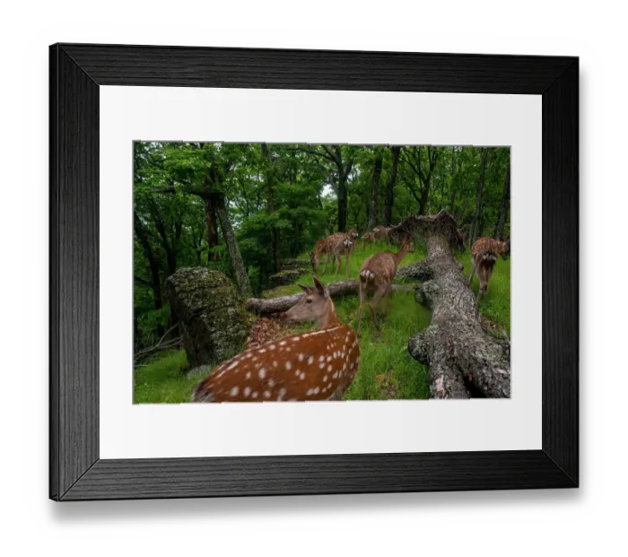 Framed Print : Sika deer (Cervus nippon) herd walking past fallen tree in forest as one looks around, Land of the Leopard National Park, Russian Far East. Taken with remote camera. June Framed Print : Sika deer (Cervus nippon) herd walking past fallen tree in forest as one looks around, Land of the Leopard National Park, Russian Far East. Taken with remote camera. June