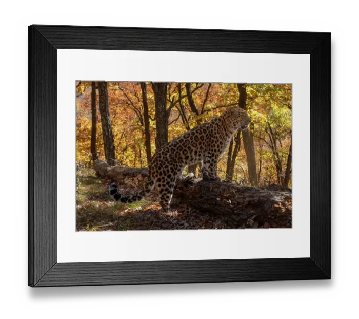 Framed Print : Amur leopard (Panthera pardus orientalis) standing with front paws on fallen tree in forest in autumn, Land of the Leopard National Park, Russian Far East. Critically endangered. Taken with remote camera. October Framed Print : Amur leopard (Panthera pardus orientalis) standing with front paws on fallen tree in forest in autumn, Land of the Leopard National Park, Russian Far East. Critically endangered. Taken with remote camera. October