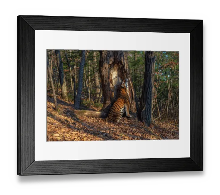 Framed Print : Siberian tiger (Panthera tigris altaica) sitting and scent marking tree in forest by rubbing body against it, Land of the Leopard National Park, Russian Far East. Endangered. Taken with remote camera. September Framed Print : Siberian tiger (Panthera tigris altaica) sitting and scent marking tree in forest by rubbing body against it, Land of the Leopard National Park, Russian Far East. Endangered. Taken with remote camera. September