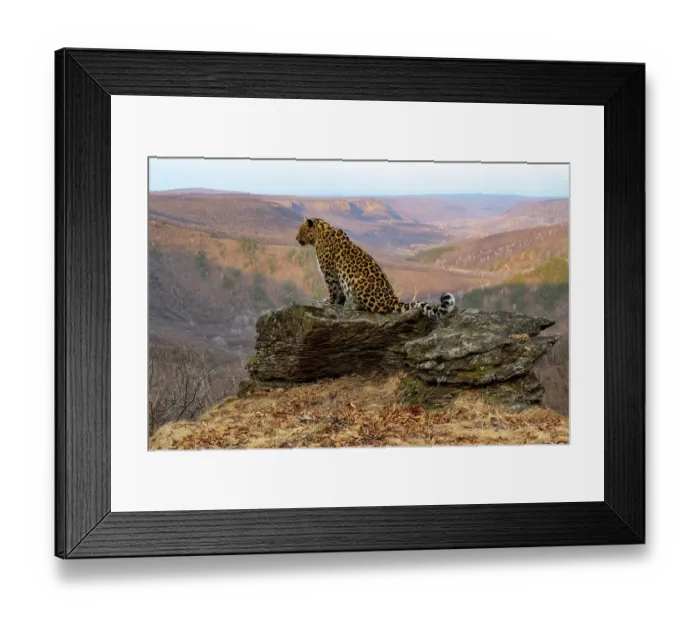 Framed Print : Amur leopard (Panthera pardus orientalis) sitting on rocky outcrop overlooking valley, Land of the Leopard National Park, Russian Far East. Critically endangered. Taken with remote camera. April Framed Print : Amur leopard (Panthera pardus orientalis) sitting on rocky outcrop overlooking valley, Land of the Leopard National Park, Russian Far East. Critically endangered. Taken with remote camera. April