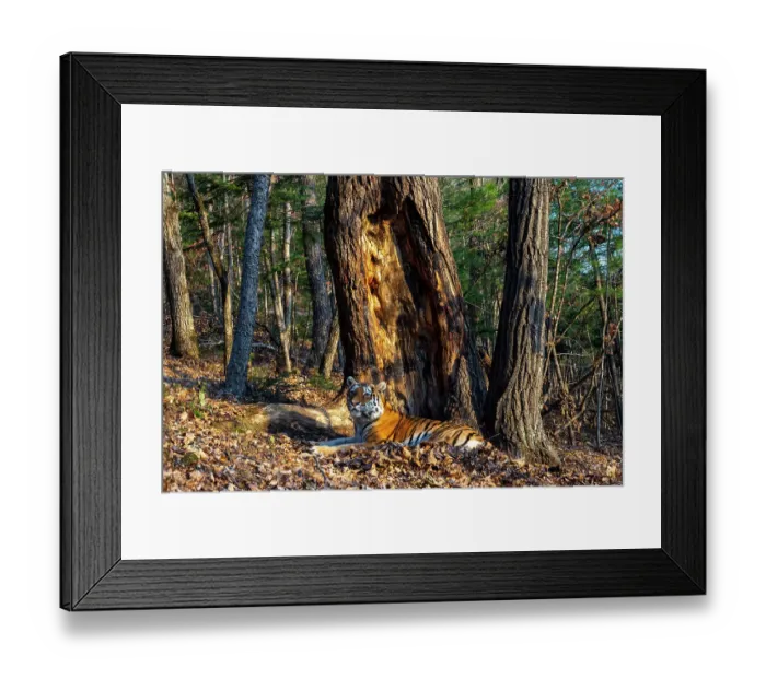 Framed Print : Siberian tiger (Panthera tigris altaica) resting beside tree in forest, Land of the Leopard National Park, Russian Far East. Endangered. Taken with remote camera. October