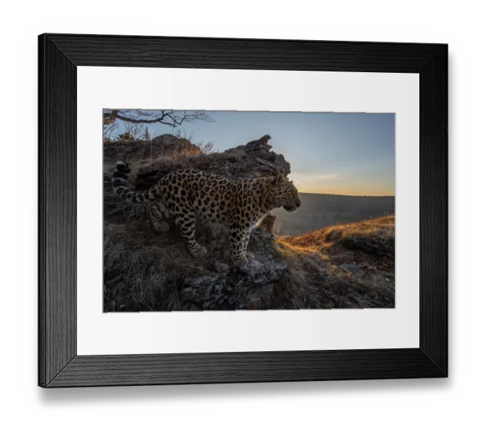 Framed Print : Amur leopard (Panthera pardus orientalis) standing on rocks overlooking mountainside at dawn, Land of the Leopard National Park, Russian Far East. Critically endangered. Taken with remote camera. March Framed Print : Amur leopard (Panthera pardus orientalis) standing on rocks overlooking mountainside at dawn, Land of the Leopard National Park, Russian Far East. Critically endangered. Taken with remote camera. March