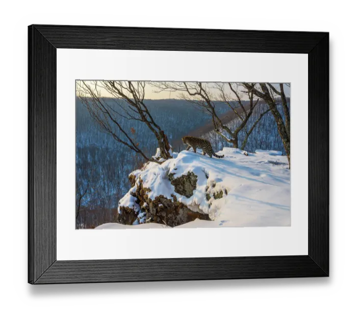 Framed Print : Amur leopard (Panthera pardus orientalis) walking on snowy outcrop overlooking forest in winter, Land of the Leopard National Park, Russian Far East. Critically endangered. Taken with remote camera. February Framed Print : Amur leopard (Panthera pardus orientalis) walking on snowy outcrop overlooking forest in winter, Land of the Leopard National Park, Russian Far East. Critically endangered. Taken with remote camera. February