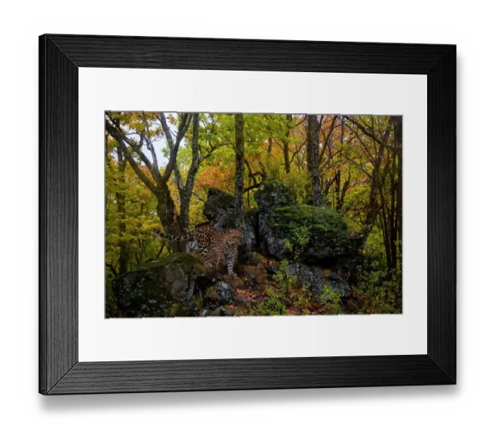 Framed Print : Amur leopard (Panthera pardus orientalis) walking past rocks in forest, Land of the Leopard National Park, Russian Far East. Critically endangered. Taken with remote camera. October Framed Print : Amur leopard (Panthera pardus orientalis) walking past rocks in forest, Land of the Leopard National Park, Russian Far East. Critically endangered. Taken with remote camera. October