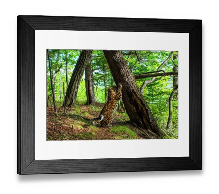 Framed Print : Amur leopard (Panthera pardus orientalis) investigating scent marked tree in forest, Land of the Leopard National Park, Russian Far East. Critically endangered. Taken with remote camera. September Framed Print : Amur leopard (Panthera pardus orientalis) investigating scent marked tree in forest, Land of the Leopard National Park, Russian Far East. Critically endangered. Taken with remote camera. September